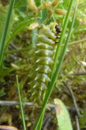Zerynthia rumina